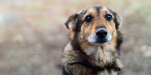 Há algum problema em gostar demais de um animal de estimação?