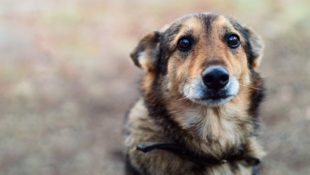 DOG,
