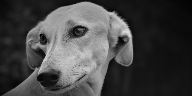 LURCHER DOG