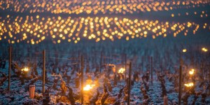 A impressionante meditação de monges viticultores após perderem toda a vinha