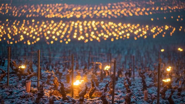 WEB2-WINE-VIGNE-AFP-080_HL_JOLY_1421543.jpg