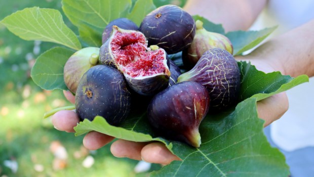 FIGS
