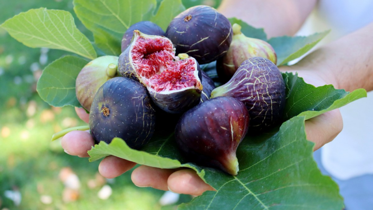 FIGS