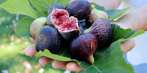 FIGS