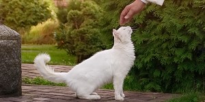 Papas, cães e gatos: o Bom Pastor deve ter apenas ovelhas?