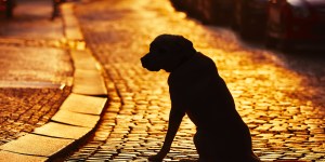 Oração a Santo Antônio para encontrar um animal de estimação perdido