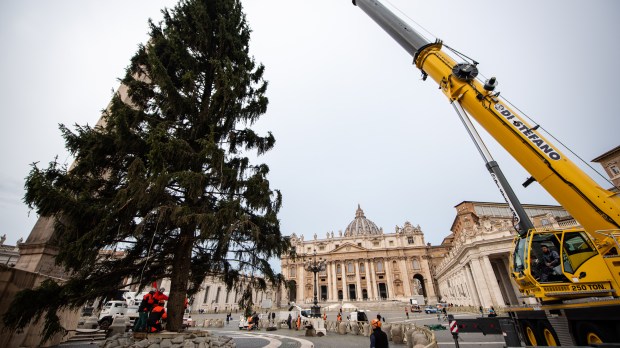 VATICAN-CHRISTMAS-TREE