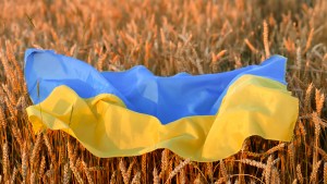 Ukraina, pole pszenicy
