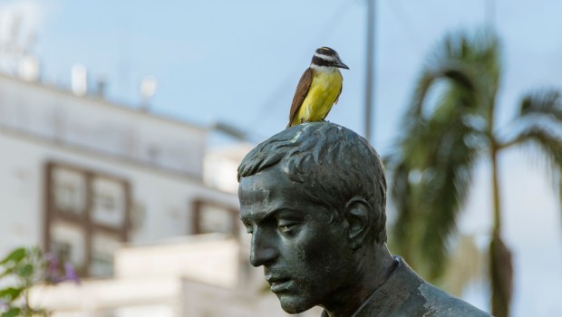 estátua de José de Anchieta com um pássaro sobre a cabeça