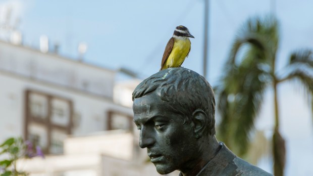 estátua de José de Anchieta com um pássaro sobre a cabeça
