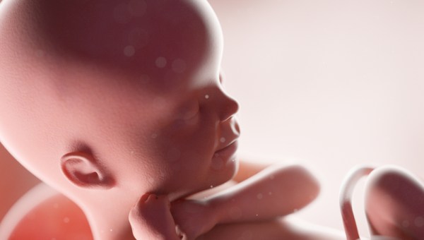 Embrião no ventre materno