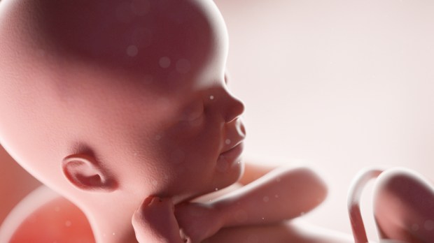 Embrião no ventre materno
