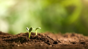 green seedlings growing in soil