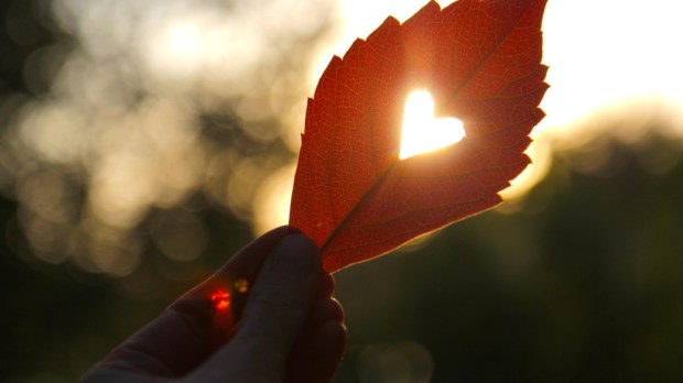 Leaf wiht cut heart