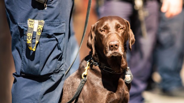 Cachorro da polícia