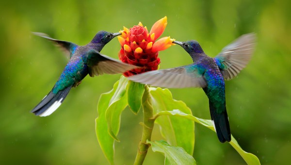 beija-flores sugando mel