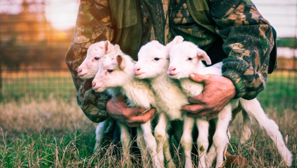 ovelhas simbolizando a misericórdia
