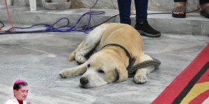 Cachorro de estimação chora diante do caixão de um bispo