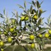 Por que plantar uma oliveira em casa?