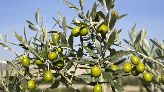 Gałązka drzewa oliwnego