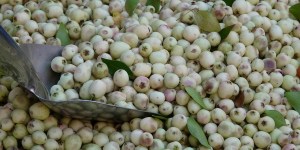 A rara oliveira branca usada para fazer óleos sacramentais na Itália há 300 anos