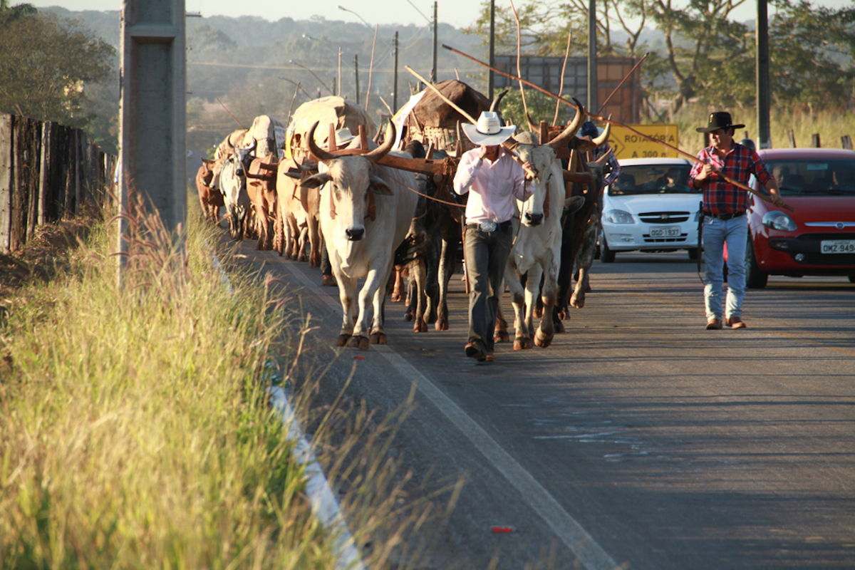 Desfile carros de boi em Trindade, GO
