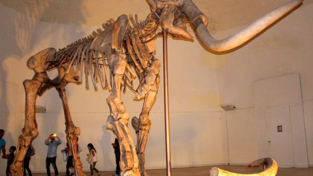 Esqueleto completo de mamute no Museo Nazionale d'Abruzzo, Itália