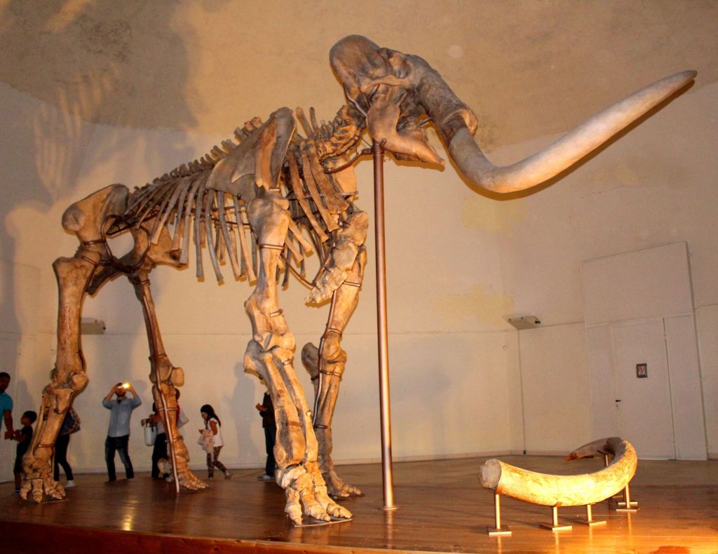 Esqueleto completo de mamute no Museo Nazionale d'Abruzzo, Itália