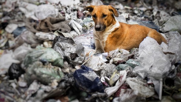 Stay dog in garbage pile