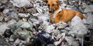 Cachorro de rua resgata bebê abandonada em lixo