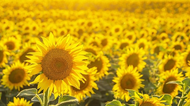 Field of sunflowers