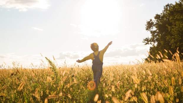 child walks in a yellow meadow on a sunny summer day