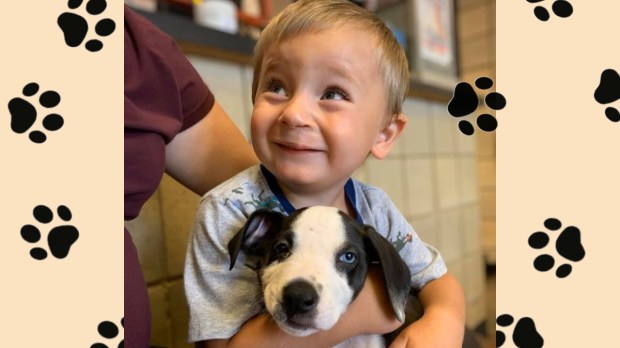 Puppy and boy with cleft lips at Jackson County Animal Shelter, Michigan