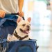 A cultura ‘pet friendly’ e os cães: a situação atual