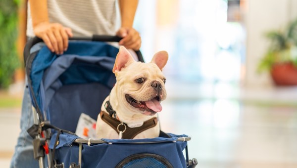 cachorro no carrinho