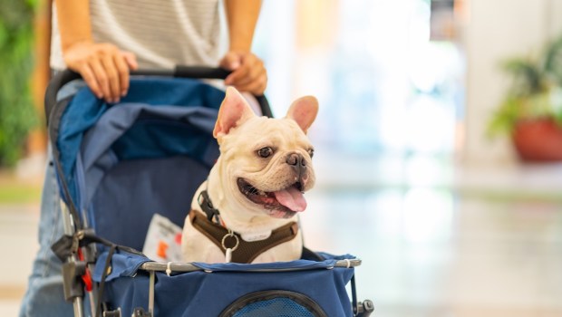cachorro no carrinho