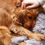 Uma perspectiva católica sobre a eutanásia para animais de estimação