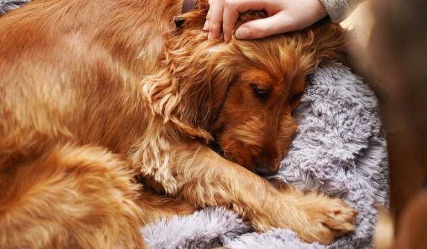 Corner Hero Image - Uma perspectiva católica sobre a eutanásia para animais de estimação